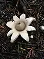 Geastrum saccatum (Agaricomycetes)