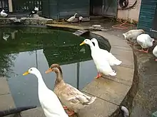 Geese at Freightliners Farm