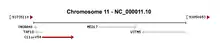 Gene neighborhood for C11orf54