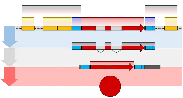 Eukaryote gene structure diagram