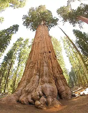 A fisheye-lens view of the tree from its roots upward shows the thick trunk and distant green crown.