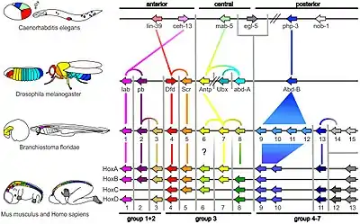 Image 10Homologous hox genes in such different animals as insects and vertebrates control embryonic development and hence the form of adult bodies. These genes have been highly conserved through hundreds of millions of years of evolution. (from Evolutionary developmental biology)