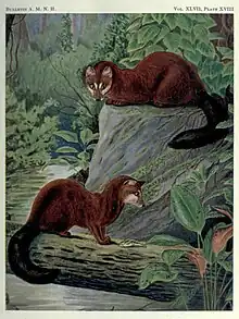 Drawing of two brown viverrids