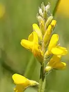 Close up of flowers