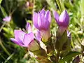 Close-up of flowers