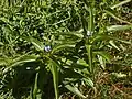 Plants of Gentiana cruciata