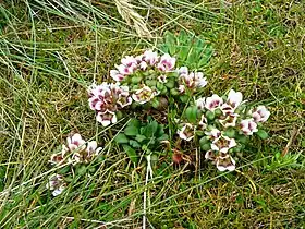 Gentianella concinna