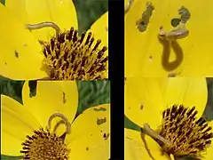 Caterpillar locomotion