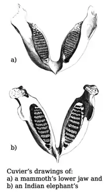 Image 2A drawing comparing jaws was added in 1799 when Cuvier's 1796 presentation on living and fossil elephants was published. (from History of paleontology)