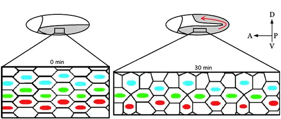 germ-band extension.