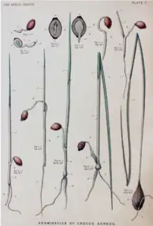 Illustrations of germinating crocus seed