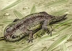 Gerobatrachus hottoni, of the early Permian of Texas; this may be a close relative of present-day amphibians