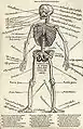 Die Knochenanatomie (Anatomy of the skeleton)