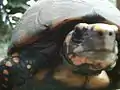 Red-footed tortoise, Geochelone carbonaria