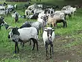 Shorn Heidschnucke flock on the Lüneburg Heath.