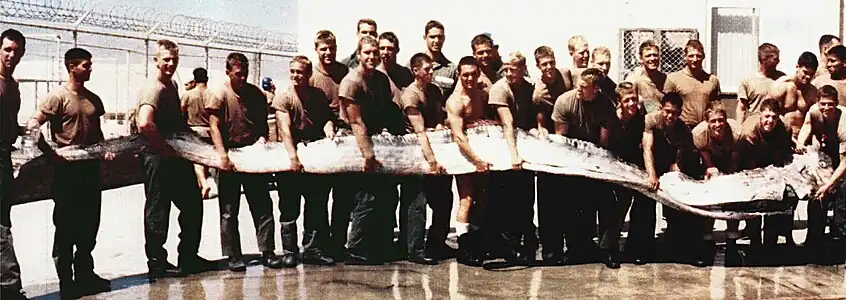 A 7 m (23 ft) king of herrings oarfish, caught off California.