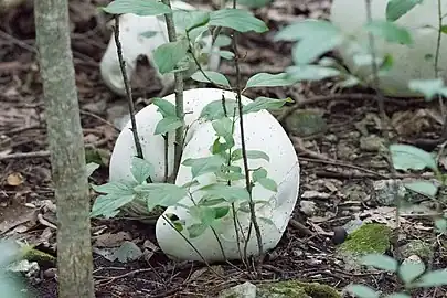 Growing in a deciduous forest