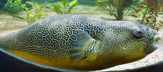 Adult mbu puffer showing its elaborate skin patterns