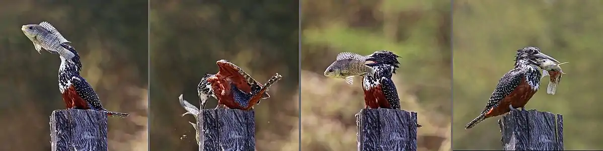 Female smashing a tilapia against a post to break its spineLake Naivasha, Kenya