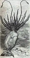 #60 (10/11/1881)Illustration of the giant squid that was found in Portugal Cove, Newfoundland, on 10 November 1881 (Verrill's penultimate specimen—No. 27). Based on a photograph by E. Lyons of St. John's, it was published in Harper's Weekly for 10 December ([Anon.], 1881:821, fig.).