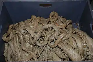 ?#69 (10/4/1896) and othersAssorted arms and tentacles of several old giant squid specimens from the NTNU Museum of Natural History and Archaeology (see also before and during removal from box, and details of tentacular club)