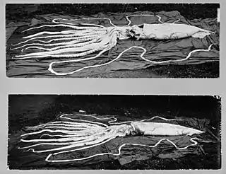 #70 (27/9/1896)Ventral (top) and dorsal views of the second 1896 specimen from Kyrksæterøra. The present copy was released by the NTNU Museum of Natural History and Archaeology in 2011; lower-resolution versions originally appeared in Storm (1897:100, fig. 20) and Brinkmann (1916:179, fig. 2).