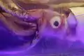 Head view of the giant squid