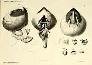 #16 (≤1860)Beak with associated buccal musculature, radula, and loose suckers of the type specimen of Loligo (later Architeuthis) hartingii, the provenance of which is unknown (Harting, 1860:pl. 1)