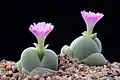 Gibbaeum nebrownii