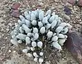 Gibbaeum pubescens