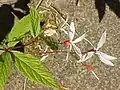 Gillenia trifoliata flowers