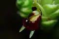 Ginger flower stamen