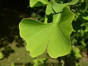 Ginkgo (uncommon) are found in Hell Creek