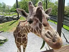 Giraffe at the zoo.