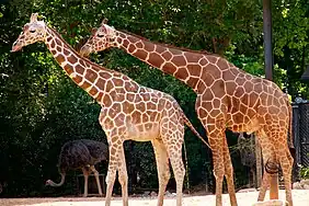 Giraffes