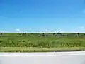 View of the Dike in Glades County from Florida State Road 78, south of the Brighton Seminole Indian Reservation