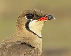 Pratincole with a complete dark orbital ring but partially contrasting white eye-ring