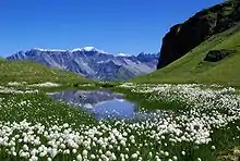 Image 38An alpine mire in the Swiss Alps (from Mountain)