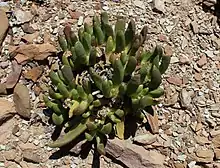 Glottiphyllum surrectum