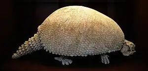 Mounted skeleton of Glyptodon asper.