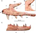 Maxilla and dentary