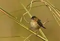 Golden-headed Cisticola (Cisticola exilis tytleri) at Manas National Park, Assam, India