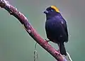 Golden-naped Finch at Lava, West Bengal, India