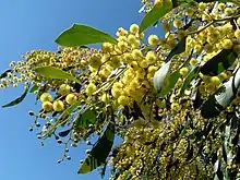 Image 55Golden Wattle, Australia's floral emblem and the source of Australia's national colors, green and gold (from Culture of Australia)