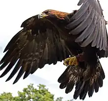 A flying golden eagle.