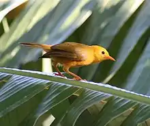 Small yellow bird with brownish wings and orange-pink bill and legs perching on a palm tree frond