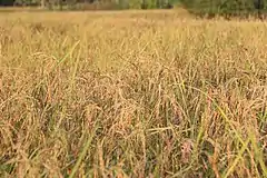 Golden rice field in Prey Veng province