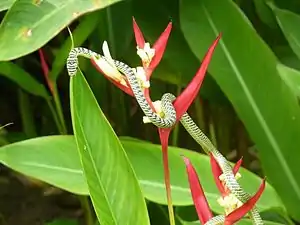 Image 44Golden tree snake climbing a flower (from Snake)