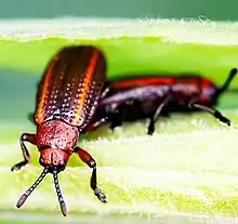 Goldenrod Leaf Miner (Microrhopala vittata) mating