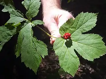 Goldenseal in fruit